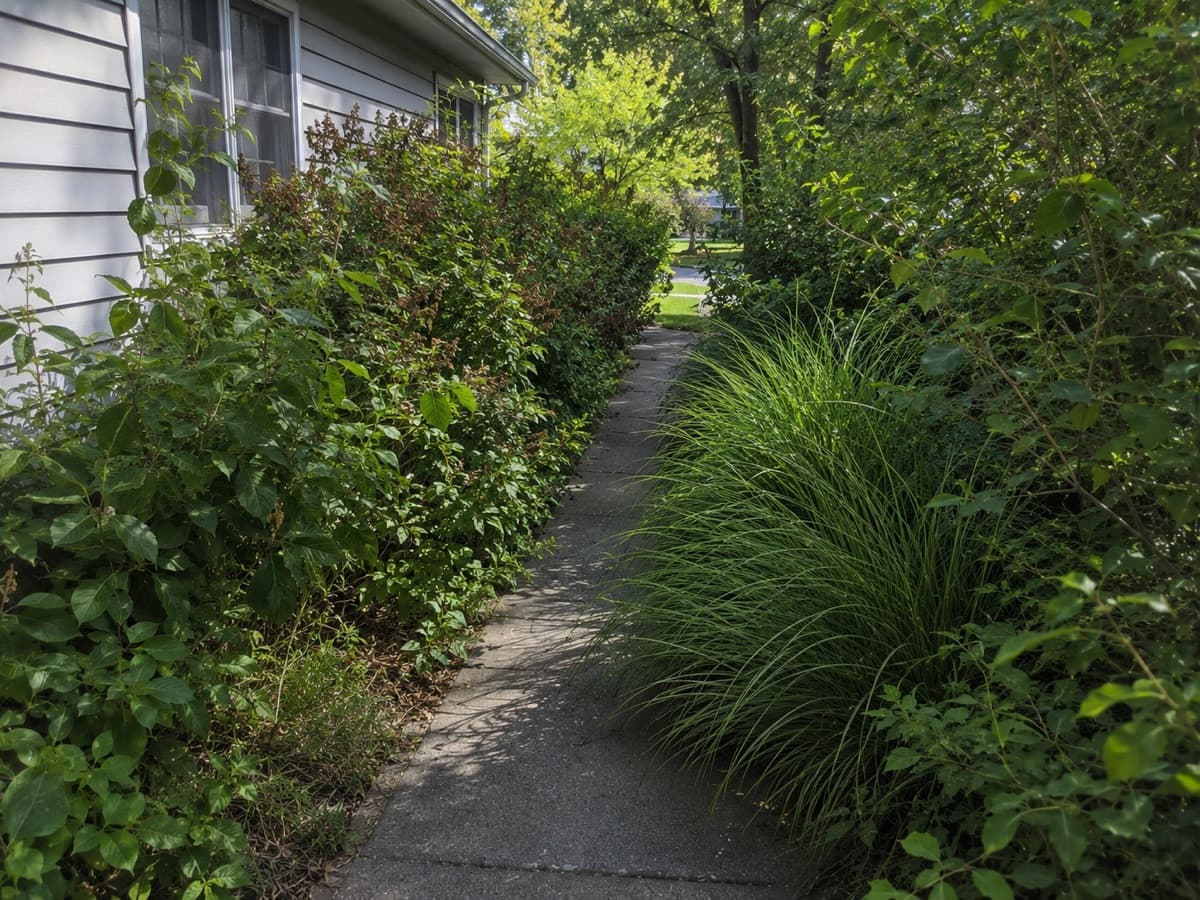 Overgrown vegetation blocking or narrowing a path