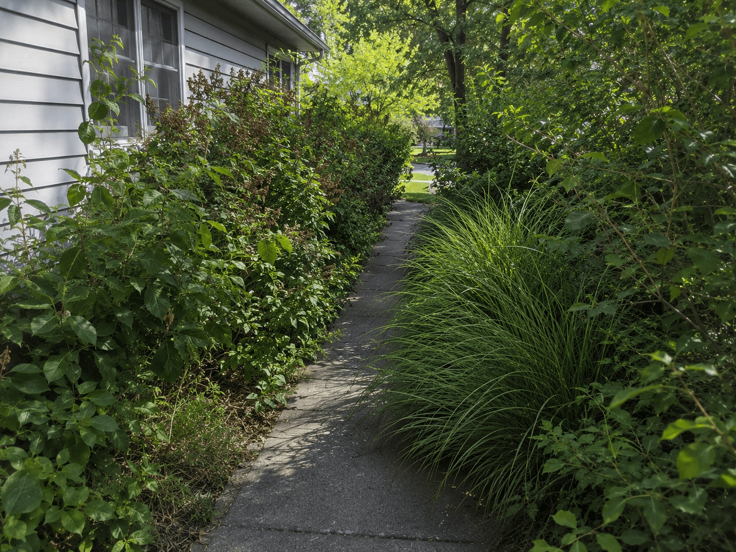 Overgrown vegetation blocking or narrowing a path